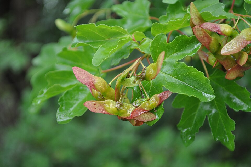 Feldahorn (Acer campestre) – Produktbild, heimische Wildpflanze, Gehölze, naturnaher Garten